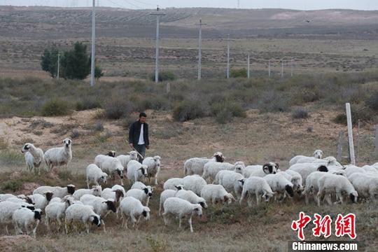 资料图：宁夏盐池县，工作人员驱赶羊群。/p中新社记者 于晶 摄