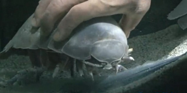 日本水族馆大王具足虫绝食5年零43天后死亡（资料图）