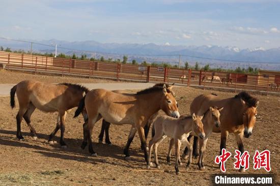 6月1日前，新疆野马繁殖研究中心三匹野马添“三丁”。　张赫凡 摄
